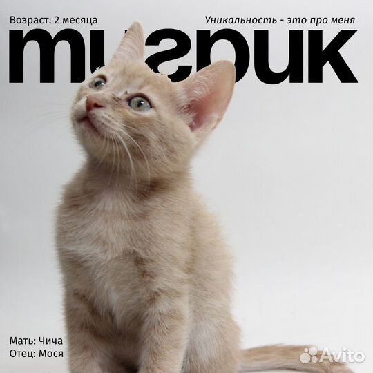 Котята полу-британцы бесплатно