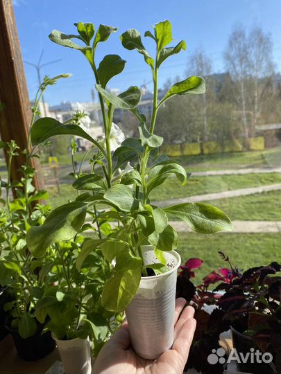 Белая петуния кустовая