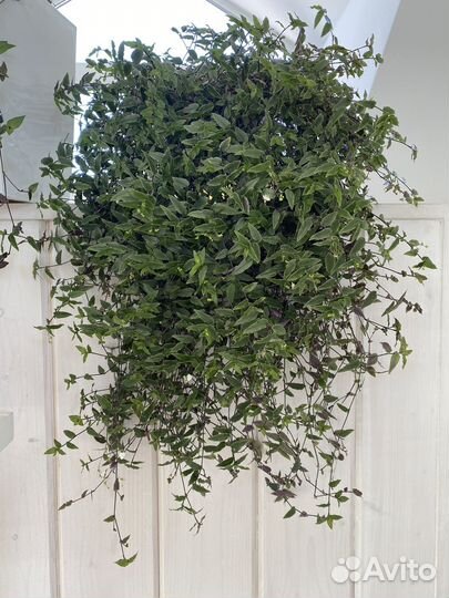 Комнатные цветы, бронь до 09.06