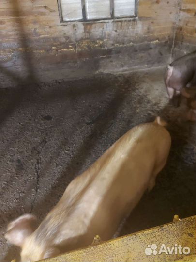 Мясо свинина деревенская