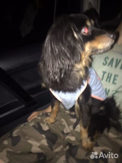 Потерялась собака