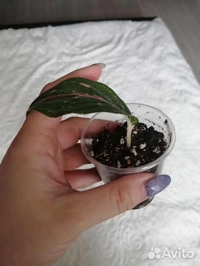 Аглаонема батерфляй, росток