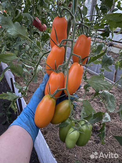 Рассада томата