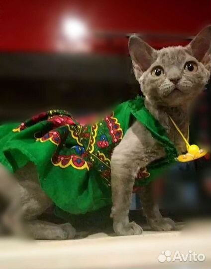 Девон-рекс, девочка 7 мес