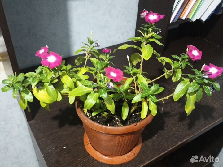 Катарантус