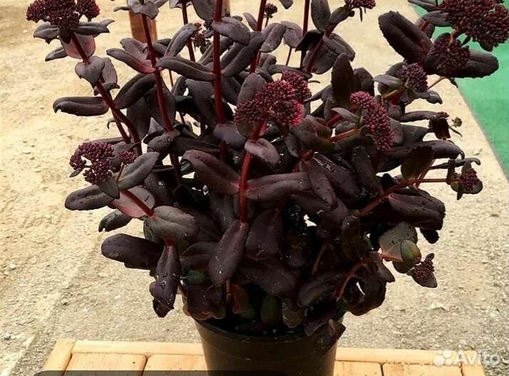 Седум и очитки редкие