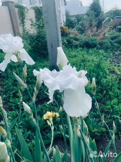 Ирисы сортовые