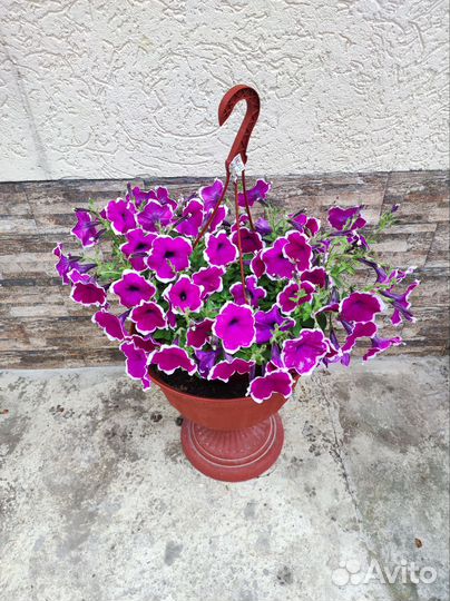 Петуния ампельная, изи, тайдел