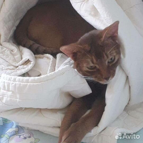 Абиссинский кот