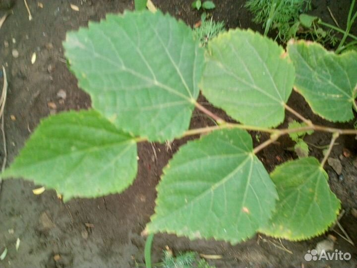 Береза, липа, дуб, тополь