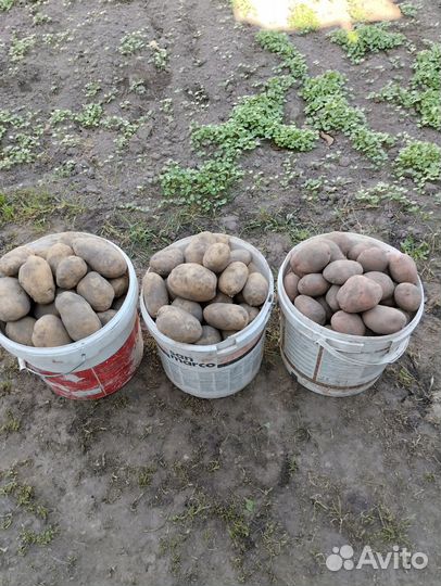 Продам картофель крупный