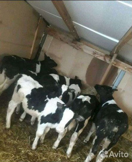 Телята бычки телки