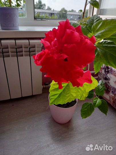 Гроза гибискус