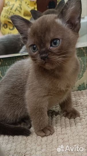Бурманский котенок