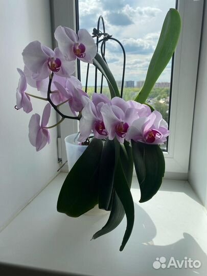 Орхидея