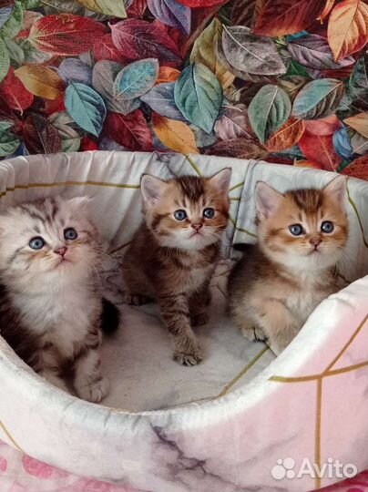 Шотландские котята