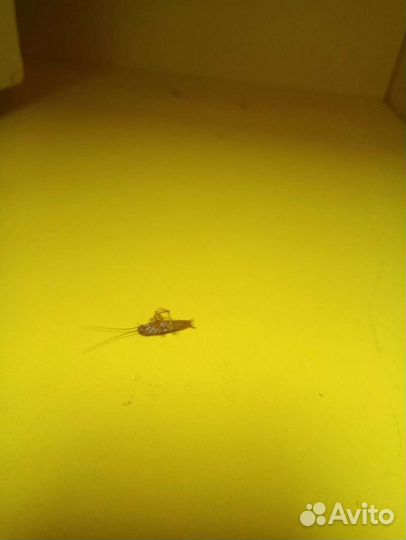 Средство от клопов, тараканов,мышей-крыс и др