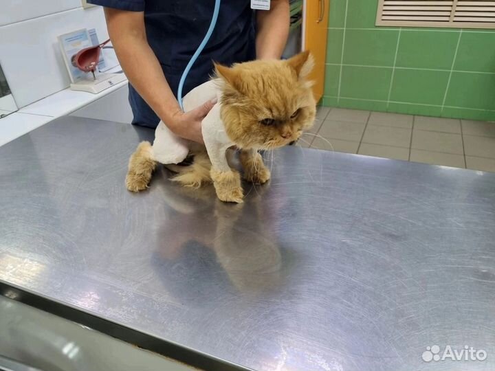 Кошка в дар