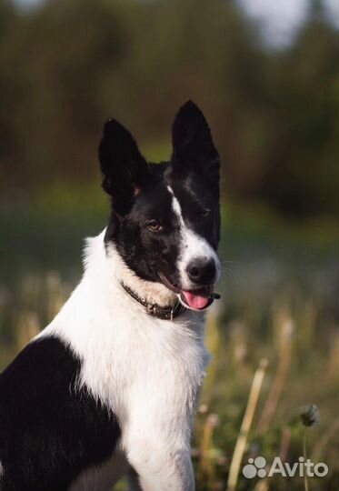 Добрый мальчик ищет дом