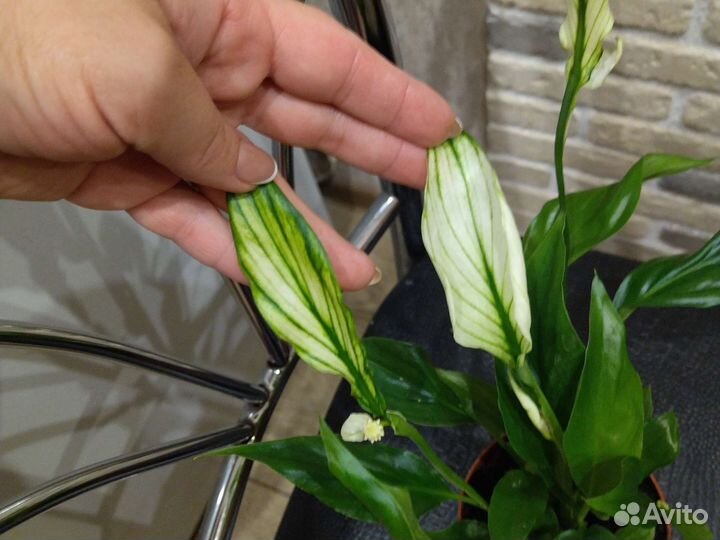 Спатифиллум