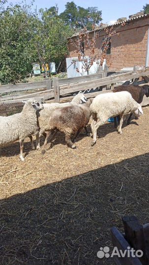 Овцы (матки)