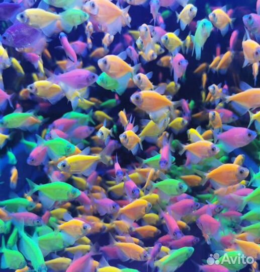 Рыбки для аквариума