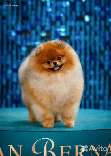 Супер-померанец для вязок