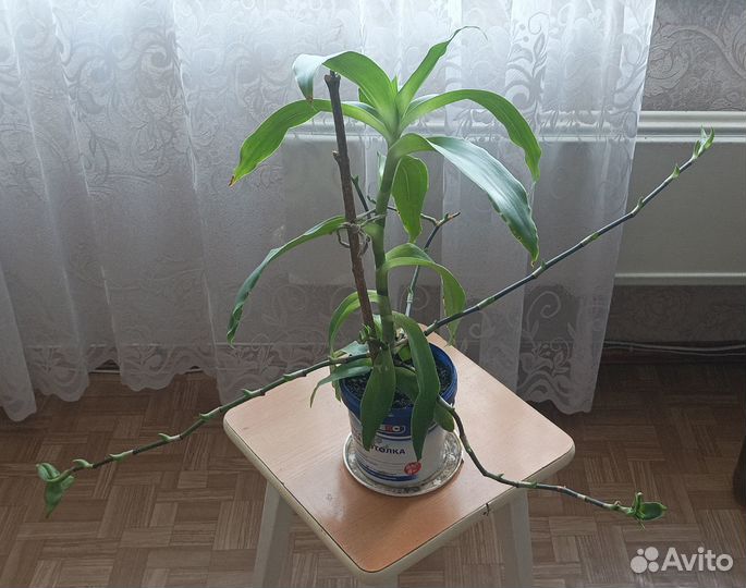 Растение золотой ус