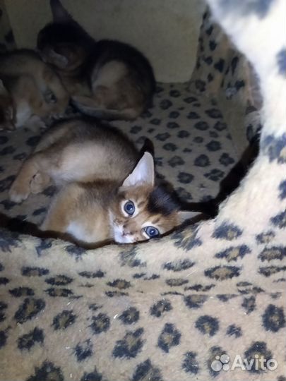 Абиссинская