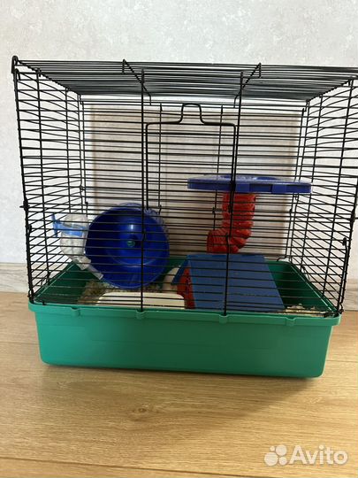 Сирийский хомяк девочка