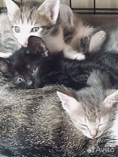 Котята ищут дом