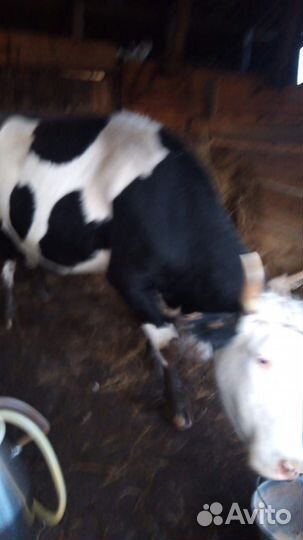 Коровы дойные молочные