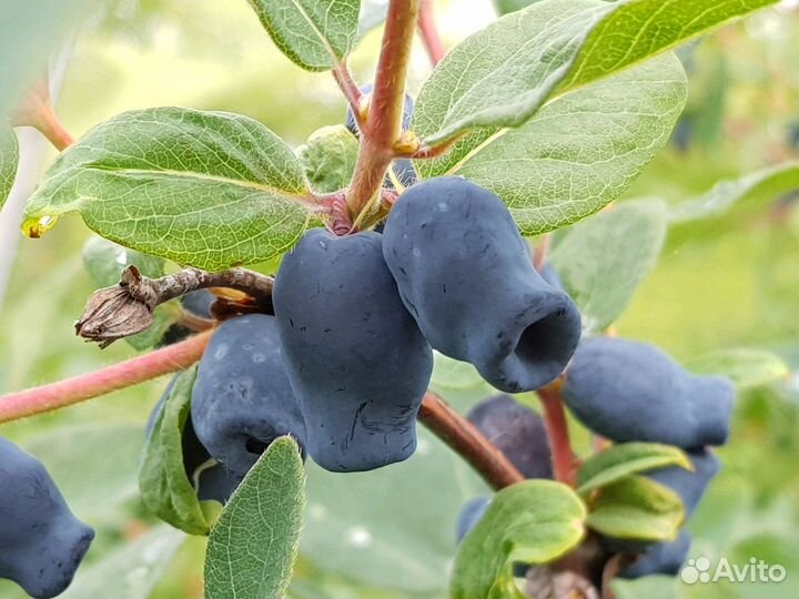 Жимолость: протертая ягода с сахаром без добавок
