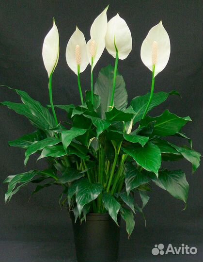 Цветок женское счастье