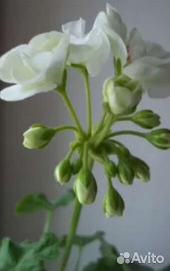 Герань пеларгония белая