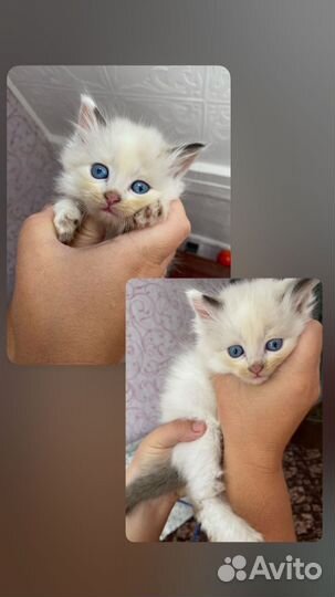 Вислоухая кошечка, пушистая голубоглазка