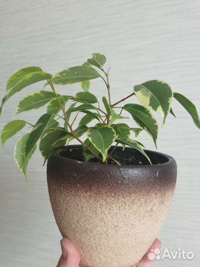 Фикус бенджамина Кинки