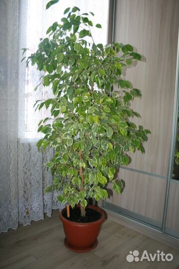 Комнатные растения большие