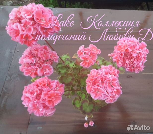 Герань пеларгония