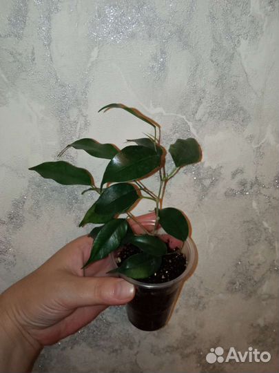 Фикус наташа черенок
