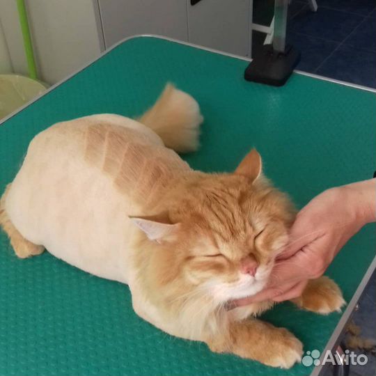 Груминг (стрижка кошек и собак)