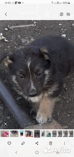 Собака в добрые руки