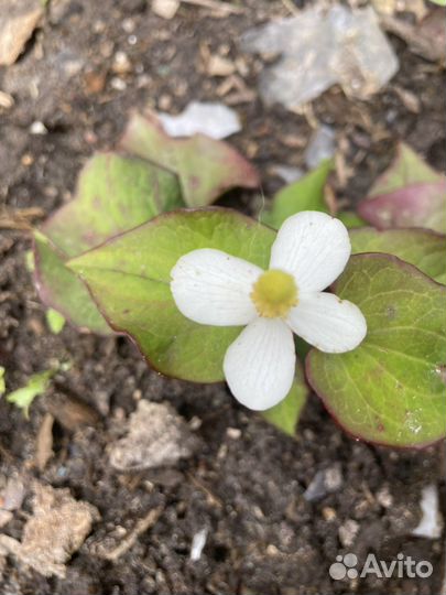 Хауттюйния