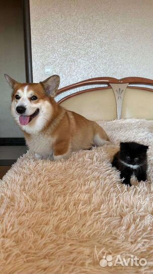 Котёнок ищет дом
