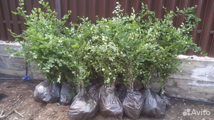 Кизильник блестящий