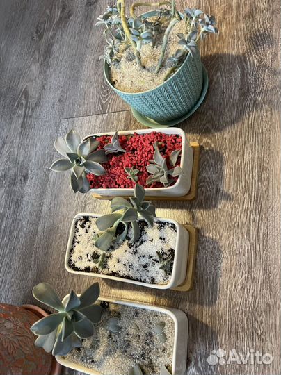 Комнатные цветы шефлера каменная роза