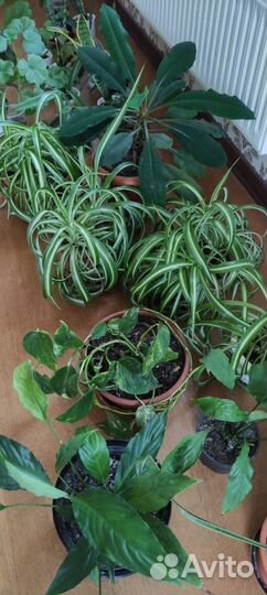 Комнатные цветы