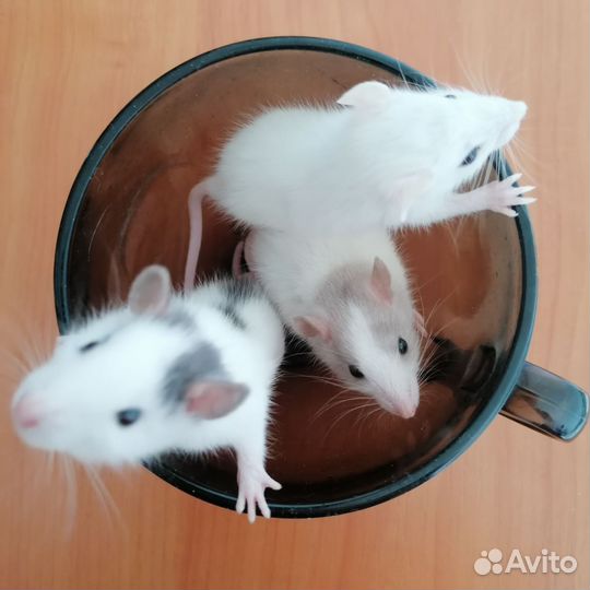 Декоративная крыса