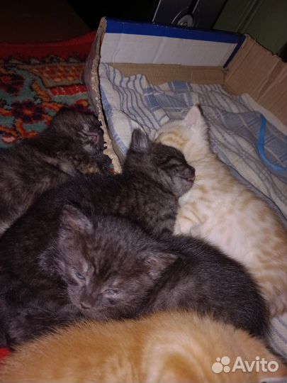 Кошка в дар бесплатно