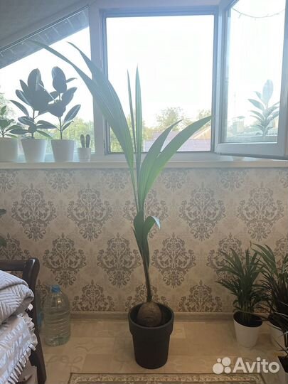 Кокосовая пальма